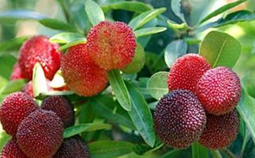 中藥矮楊梅的圖片形態(tài)及其功效與應用！