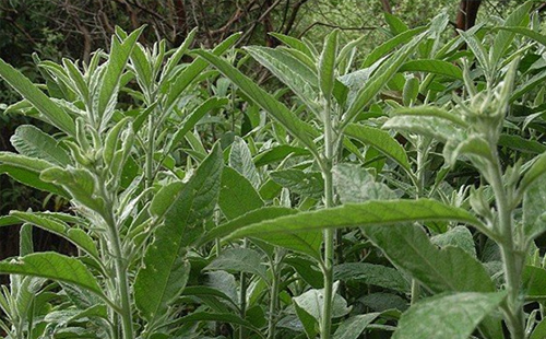 中藥艾納香根的圖片形態(tài)及其功效與作用！