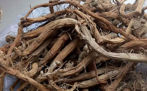 中藥蒲草根的圖片形態(tài)及其功效與作用！